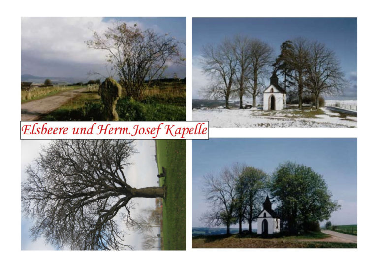 Elsbeere und Hermann-Josef Kapelle